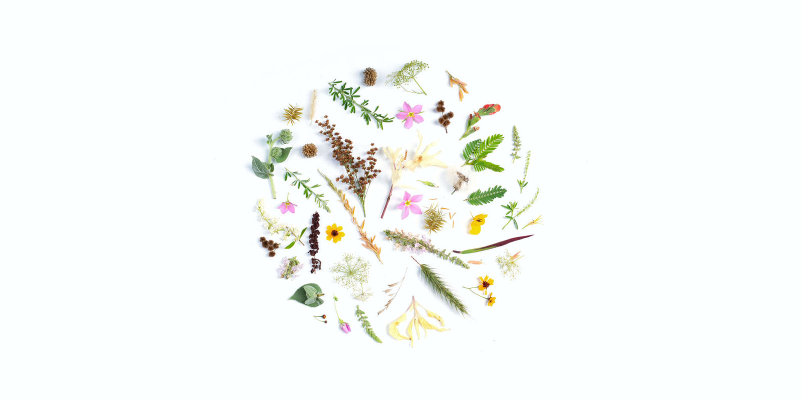 assorted colored leaves and flowers composed in a circle