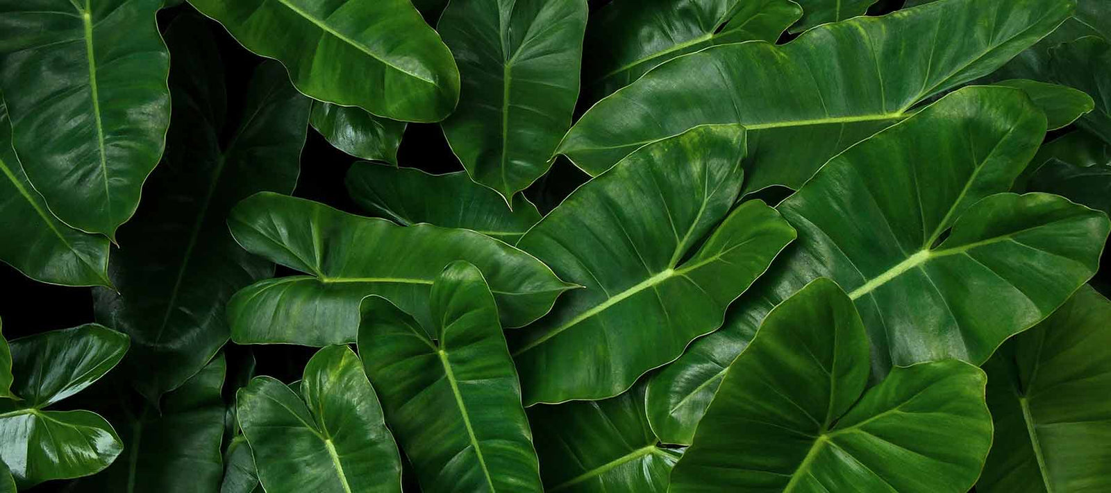 PALLADIO MAKEUP KITS